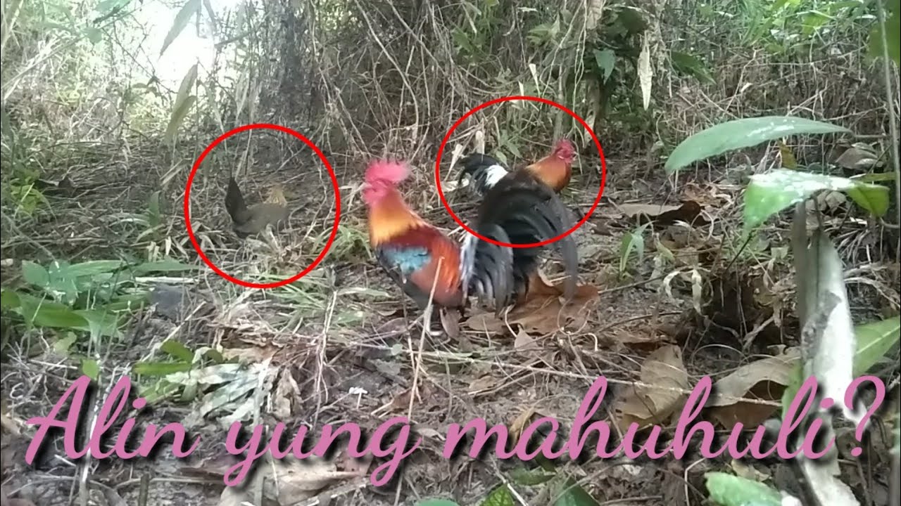 Paunahan mahuli red wild/jungle chicken/fowl labuyo hunting trap