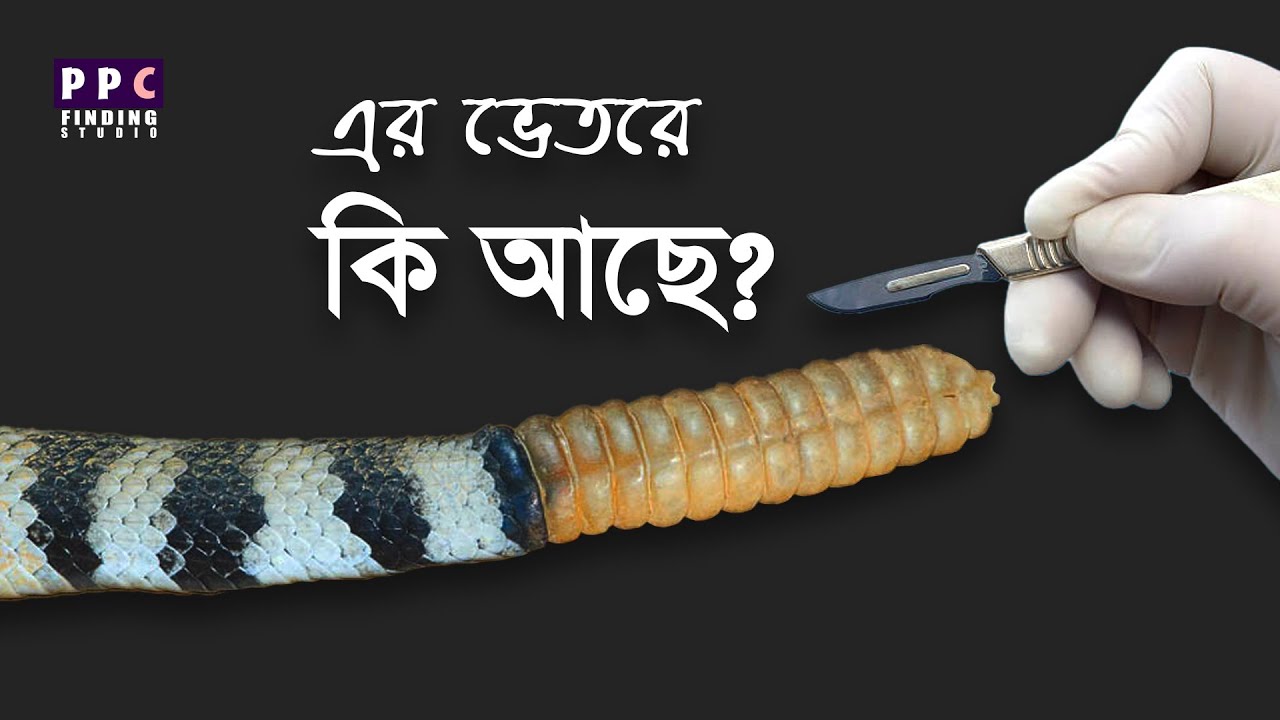 র‌্যাটলস্নেক র‍্যাটেল এর ভেতর কি আছে  | What inside of Rattlesnake Rattle