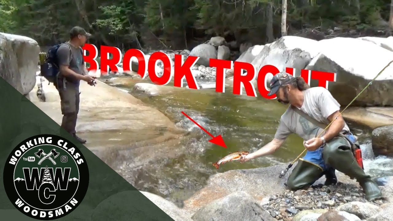 Brook Trout//White Mountains, New Hampshire