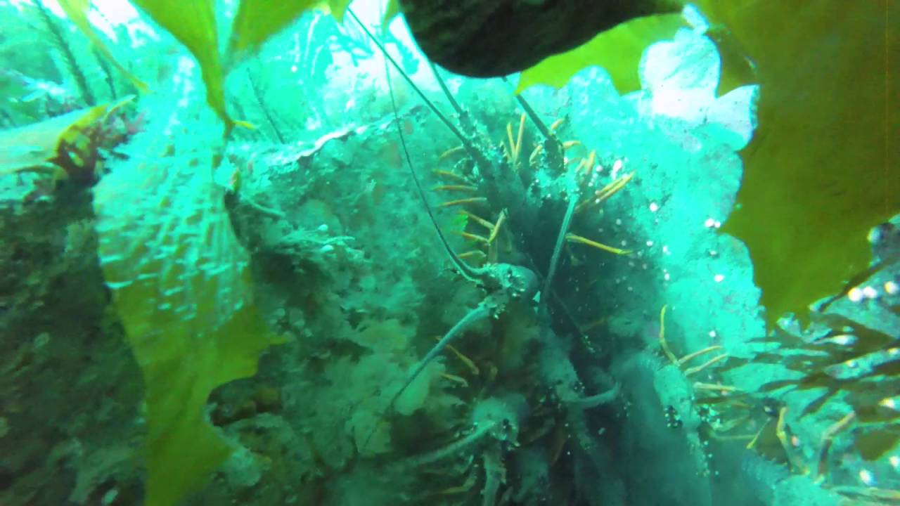 Huge Cray Nest At Boom Rock