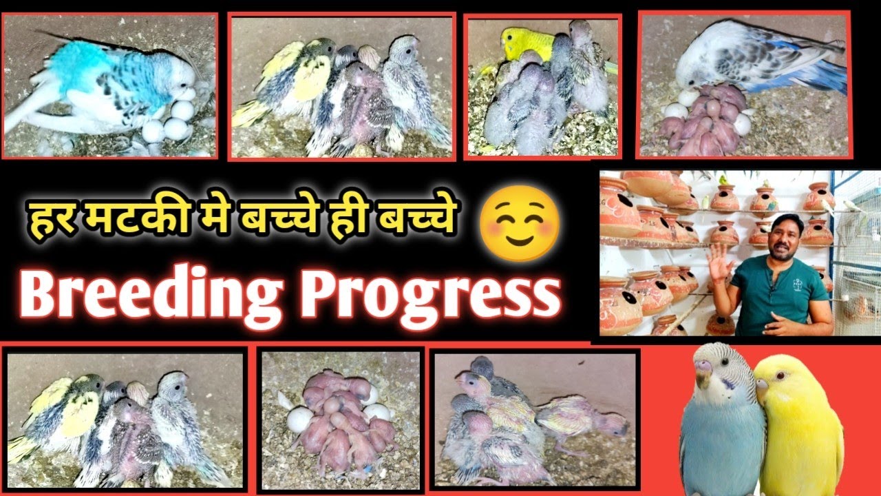 Budgeis Parrot Colony Breeding Progress☺️