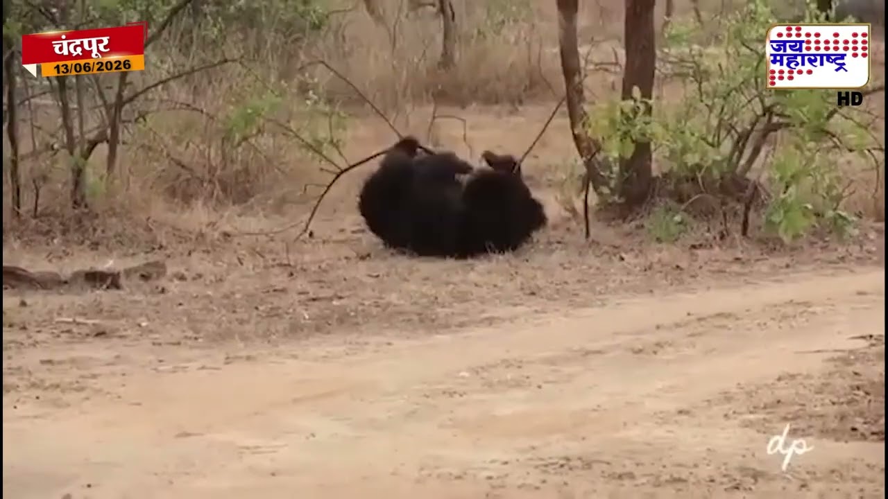 Chandrapur Bear Video Viral : ताडोबा जंगलात अस्वलाची मस्ती, व्हिडीओ व्हायरल | marathi News
