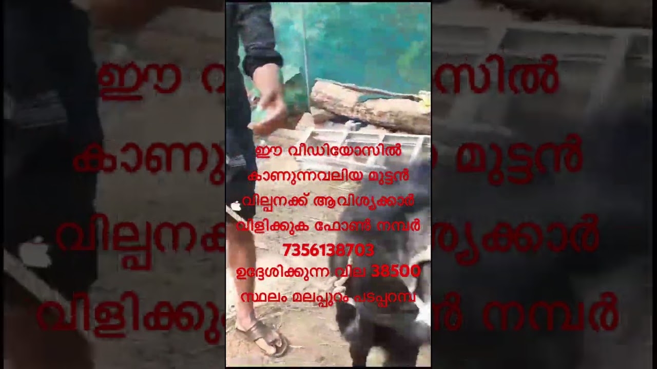 38500 ക്രോസ്സിംഗ് ഐറ്റംസ് ആയ സൂപ്പർ മുട്ടൻ ആട് വില്പനക്ക് 