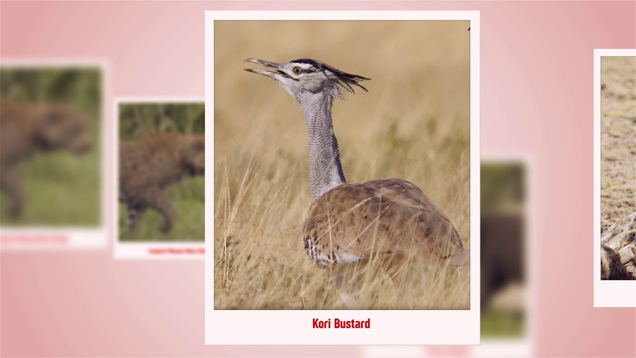3D Picture Wildlife Gallery  Polaroid Slide Show Created With After Effect 2015