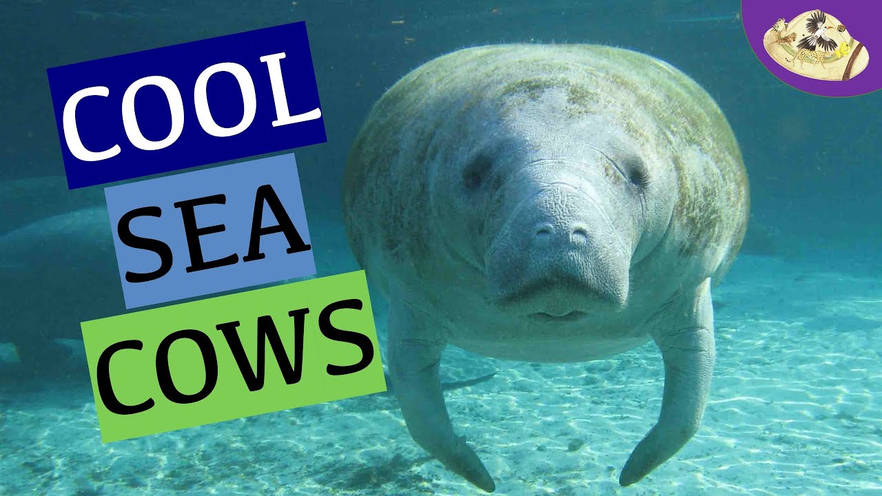 How Many Manatees Are There? And Other Manatee Facts for Manatee Awareness Month!