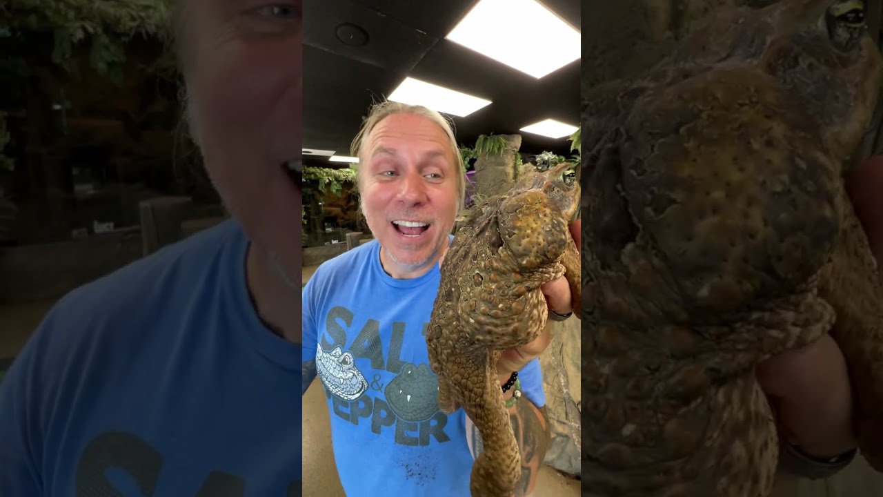 Frog or Toad? #shorts