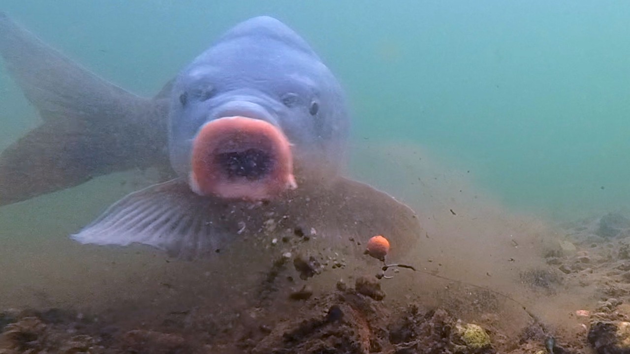 Watching a Fish Get Caught From Underwater