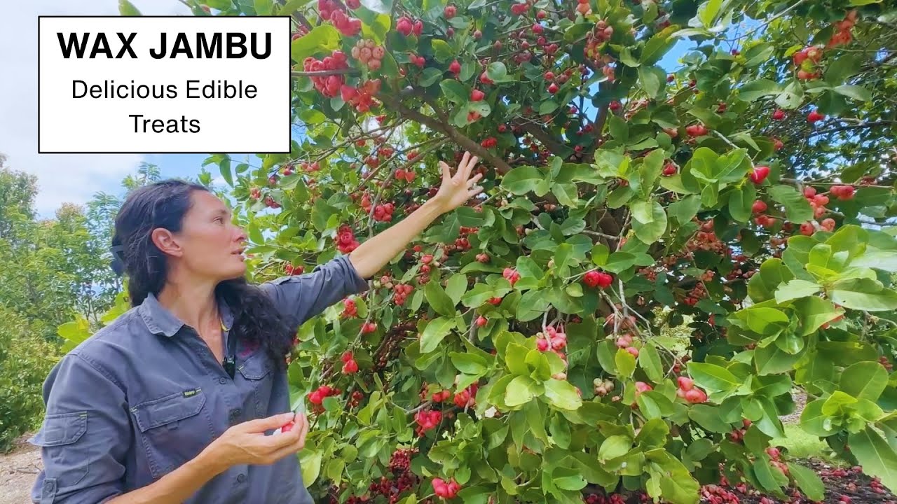Wax Jambu Fruit Trees - Have you seen a crop this big?