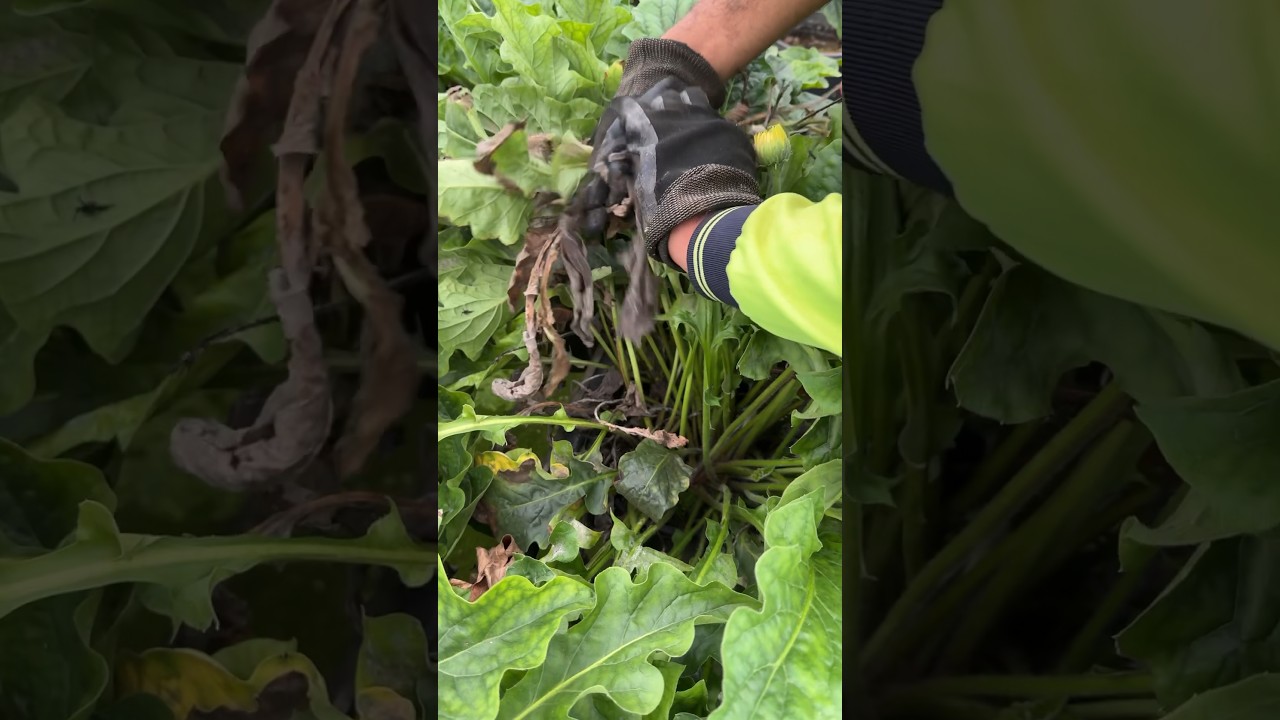 Removing dead leaves from gerbera plants #satisfying #shorts