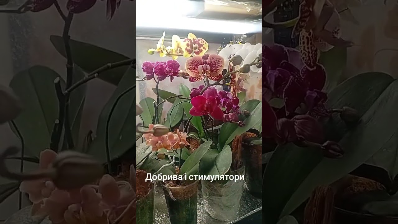 ##орхідеї #орхідеїдогляд #орхідеїреанімація ПРЕПАРАТИ ДЛЯ ДОГЛЯДУ ЗА ОРХІДЕЯМИ І ІНШИМИ РОСЛИНАМИ 