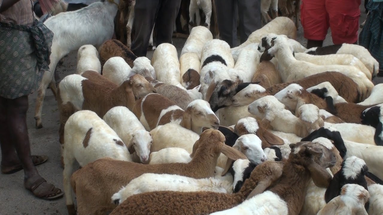 Tumkur sheep and goats market | 1.10.2019 Tuesday bazaar