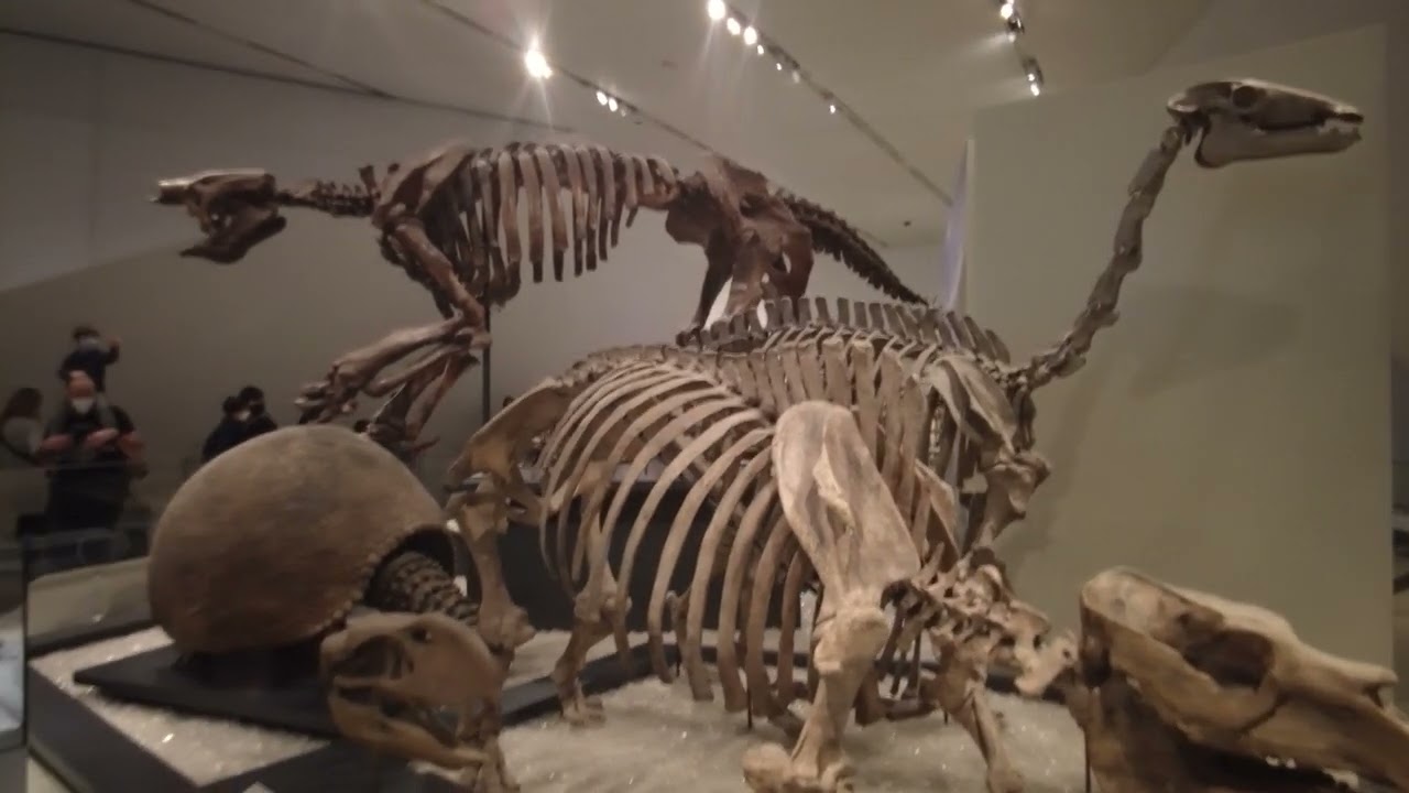 Best Dinosaur Museum Walking Tour At Toronto ROM