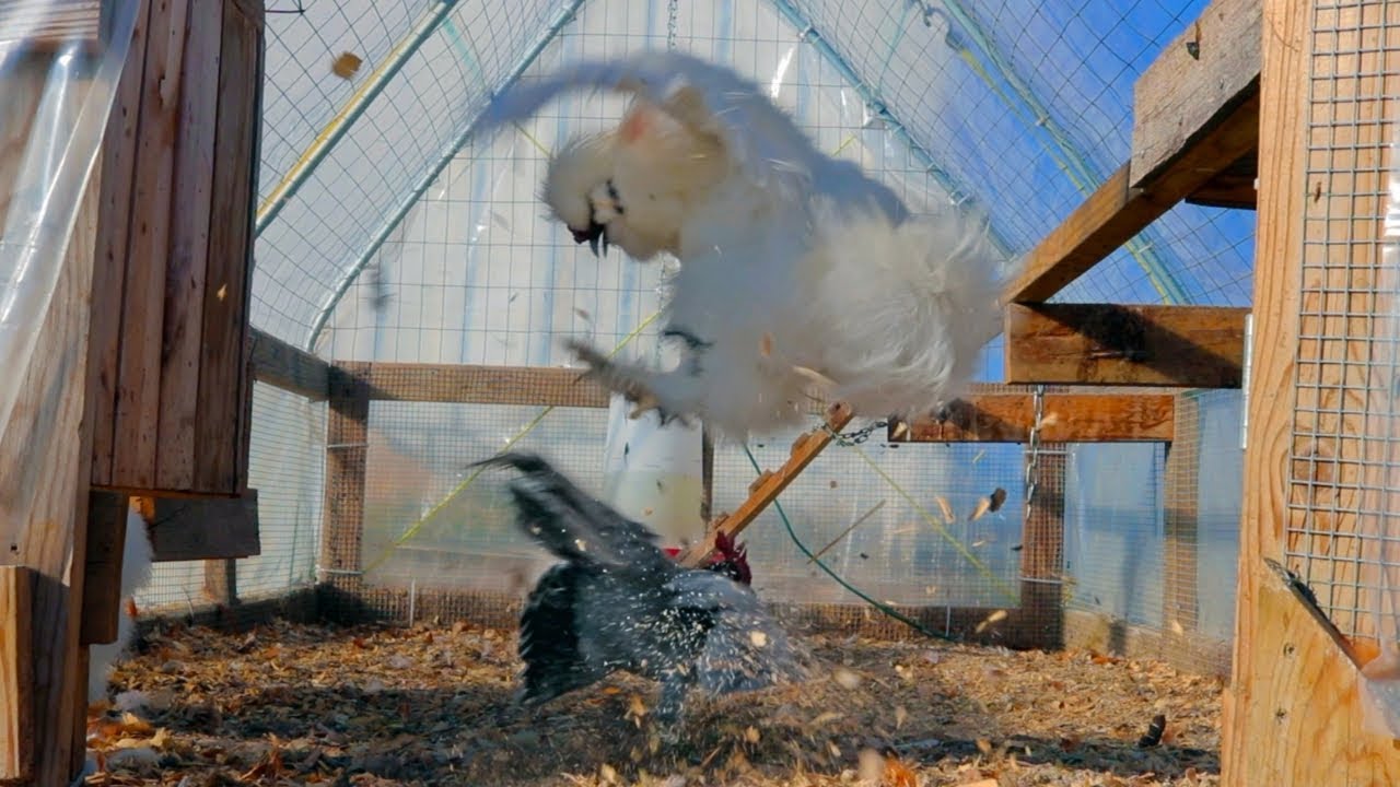 nasty little roosters