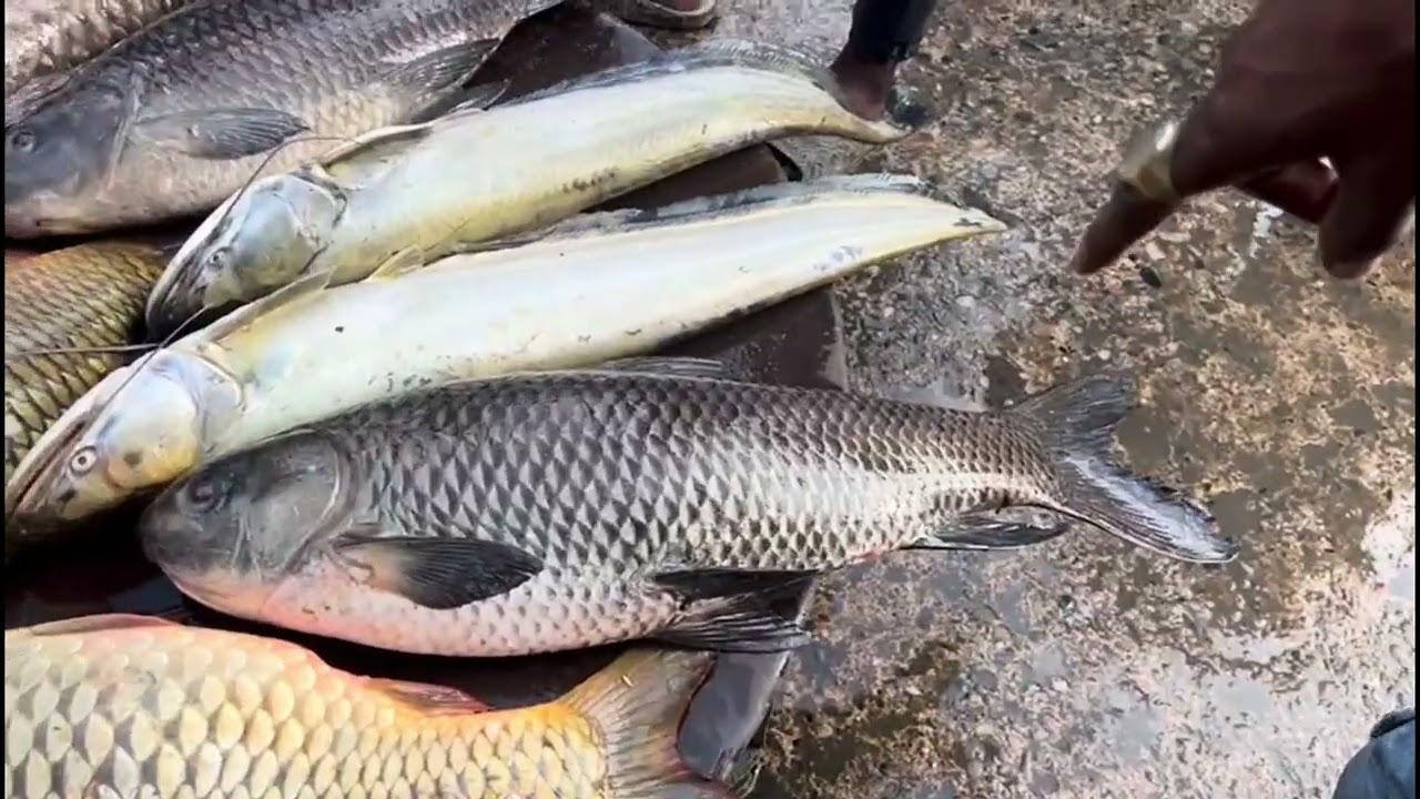 Local Bangladeshi views|| Fish Bazar at Lamakazi,Sylhet #food #bangladesh #views 