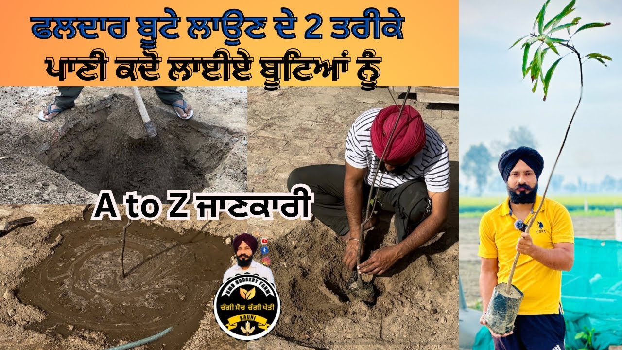 ਫਲਾਂ ਦੇ ਬੂਟੇ ਲਾਉਣ ਦਾ ਸਹੀ ਤਰੀਕਾ ਸਿੱਖੋ👌ਨਹੀ ਮੱਚੇਗਾ ਇਕ ਵੀ ਬੂਟਾ 👍How to Plant Fruit Plants