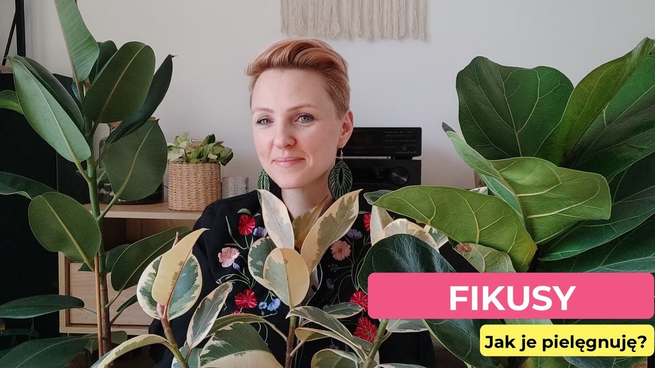 Moje Fikusy | Jak o nie dbam? | Fikus Lyrata | Fikus Tineke | Fikus Sprężysty || PIPILOTKA