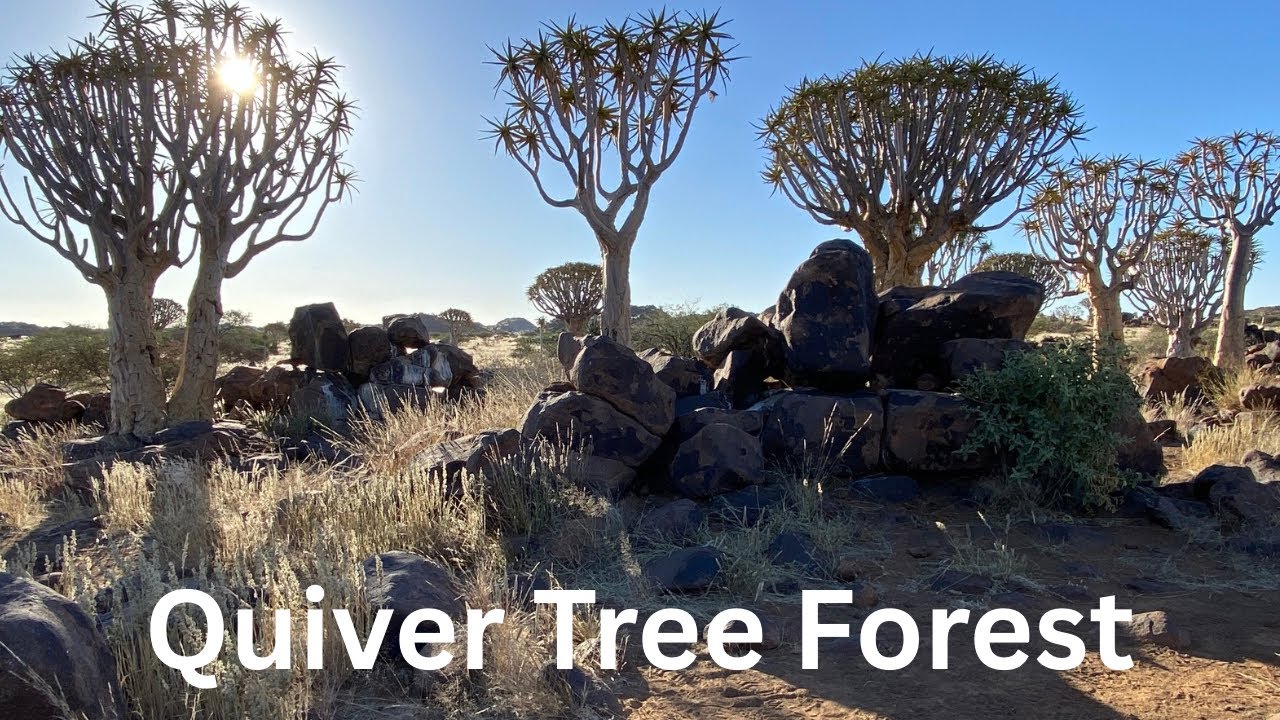 @Quiver Tree Forest, Southern Namibia    @LifeIn4Motion