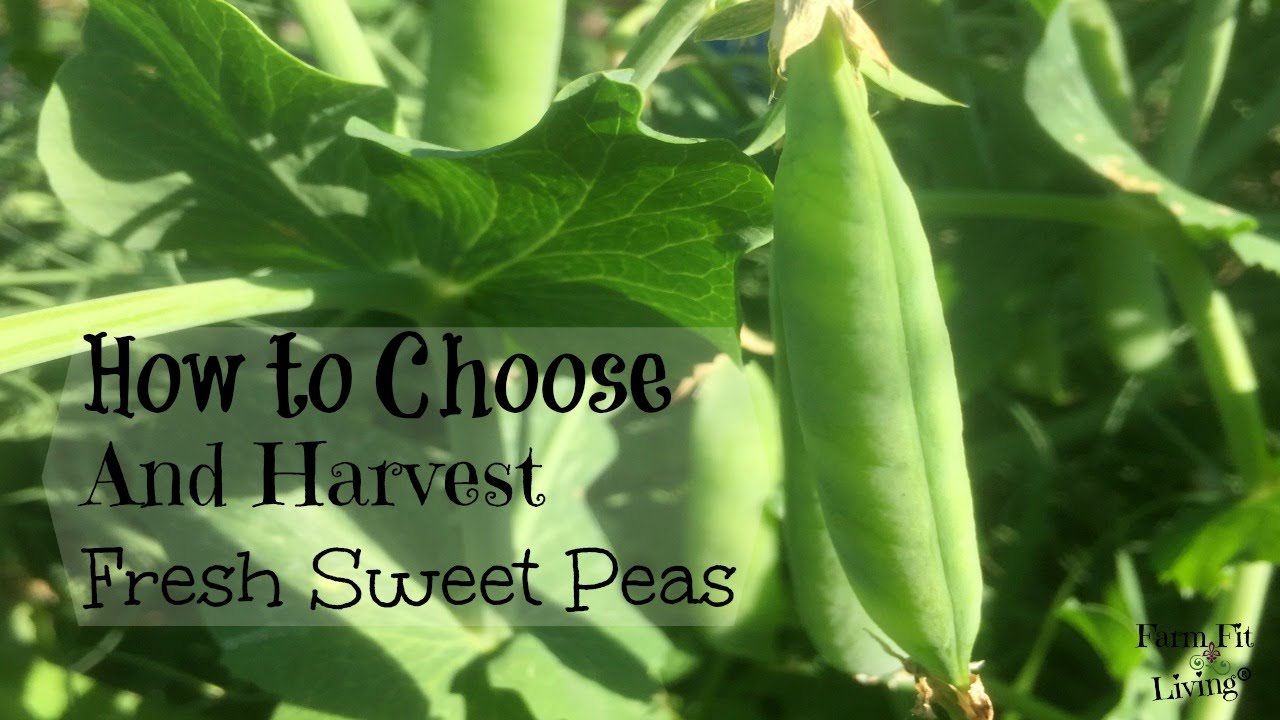How to Harvest Fresh Sweet Peas