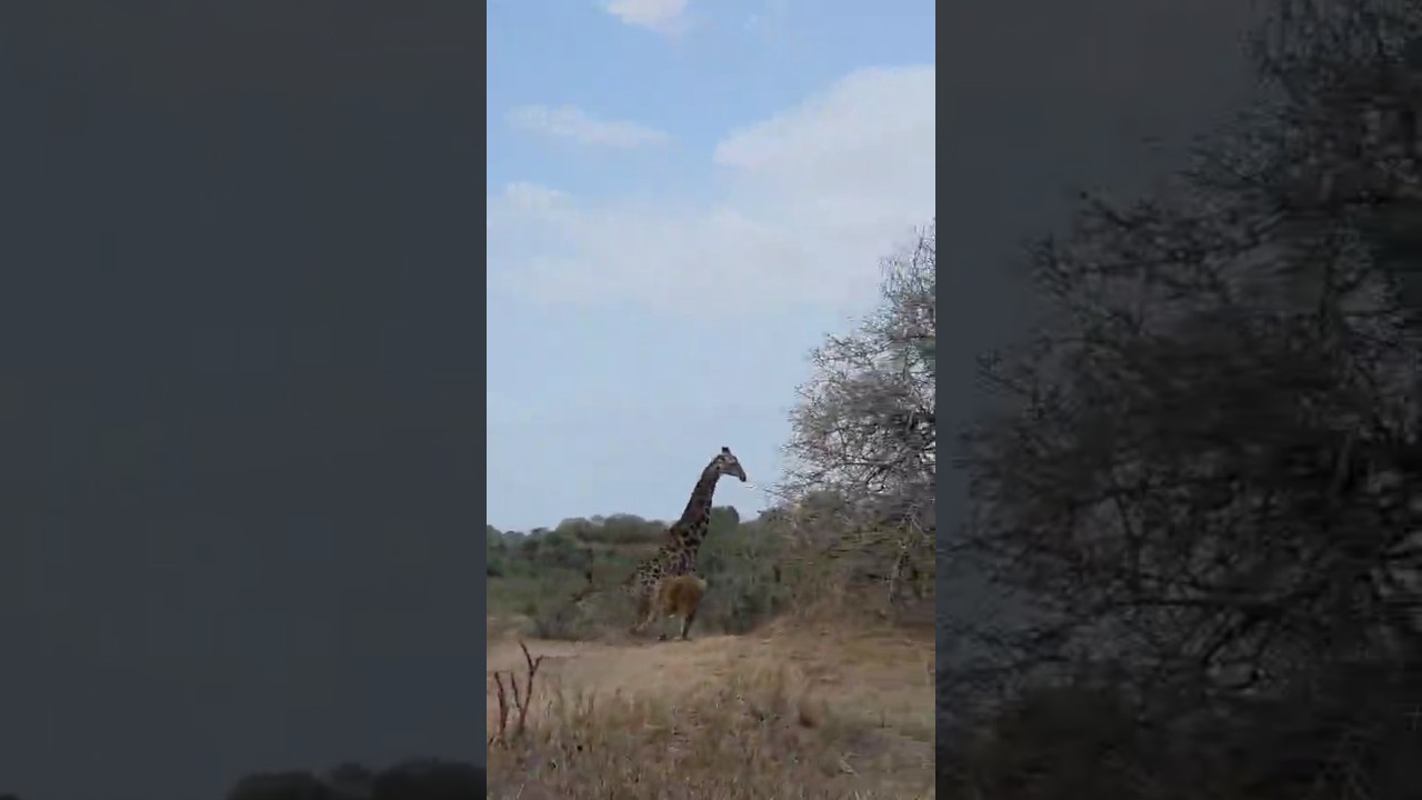 lone lioness attempts to hurnt a Giraffe #wildlife