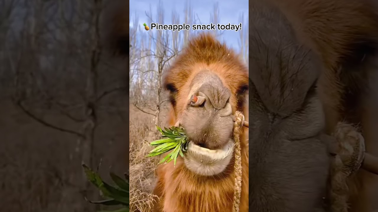 Pineapple snack to the camel 🐫🥰 #asmr #camel #animals #camelsound #camellife