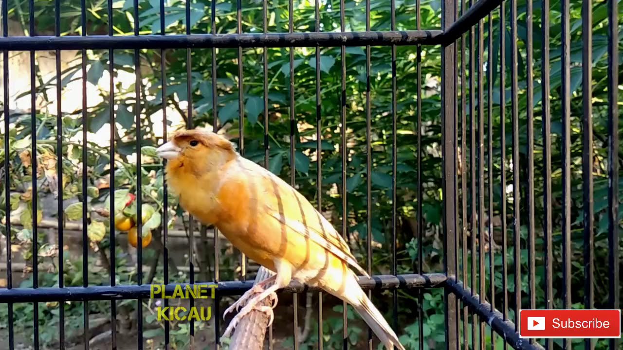 Potent! Instantly stimulating the sound of a canary