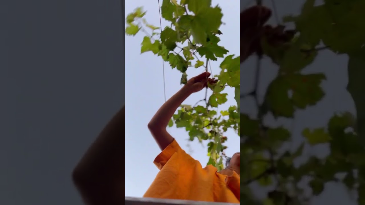 DIY Grapevine trellis arbor final look