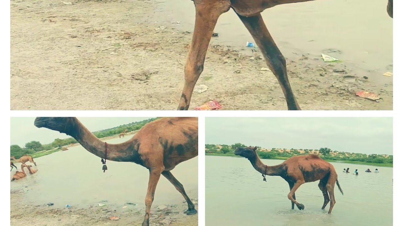 she camel suffering from scabies in Thar pond is drinking water and splashing water on the affected