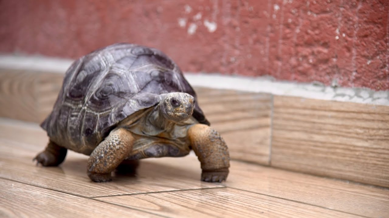 Visita a Sulkta Petshop!