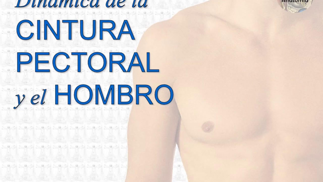 L2.1 | Dinámica de la cintura pectoral y el hombro | Anatomía 2 | FMed UBA