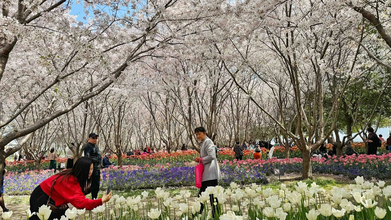 The Best Cherry Blossom & Tulip Garden in Shanghai You Must Visit!