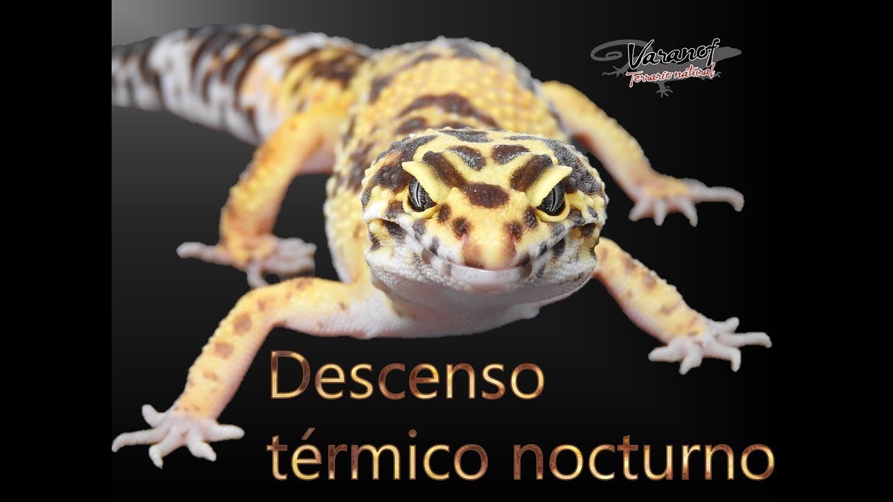 Descenso térmico nocturno en reptiles