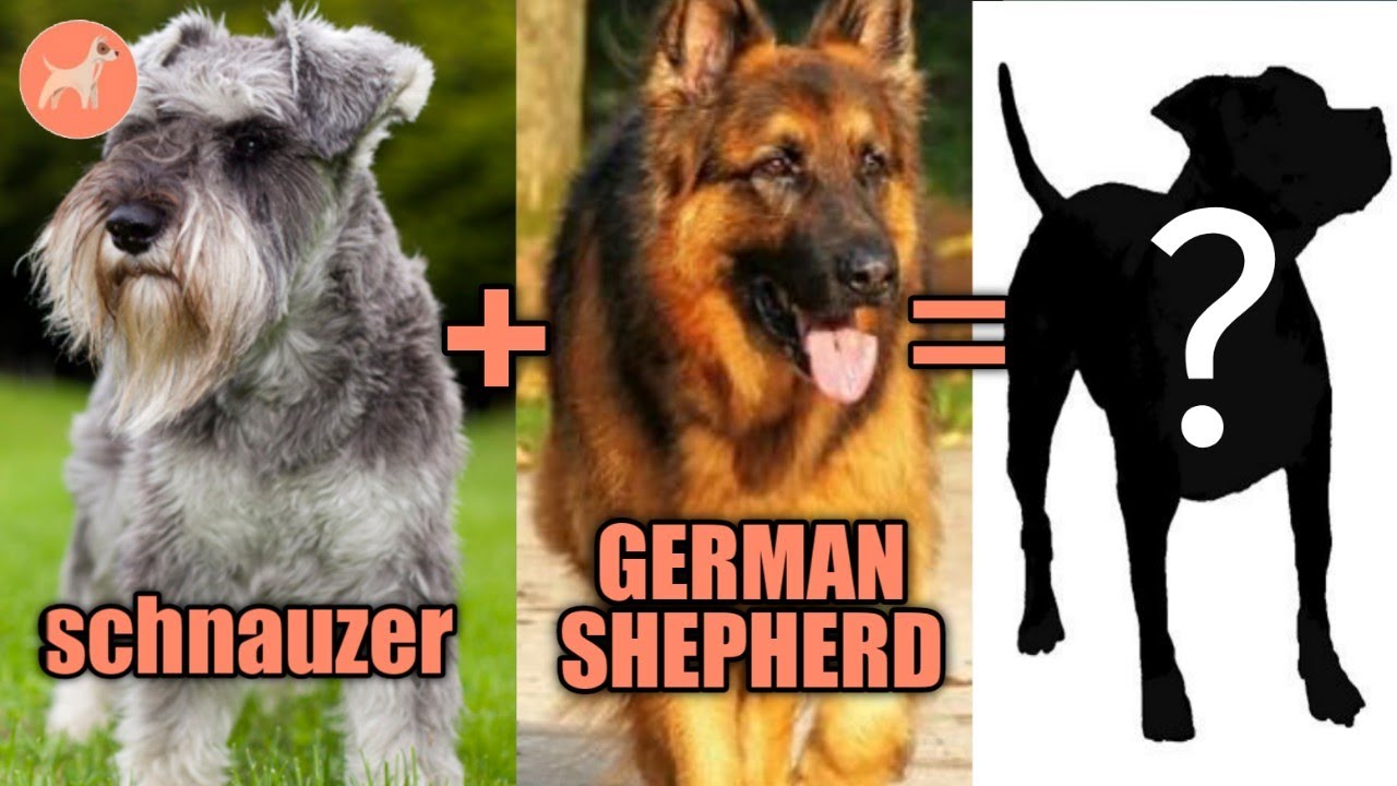 14 Schnauzer Mix Breeds: Which One Is Right For You?