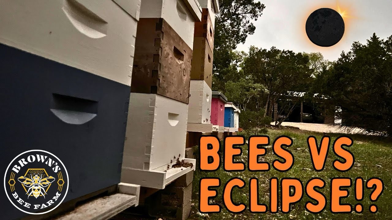 2024 TOTAL SOLAR ECLIPSE vs MY BEES - TEXAS BEEKEEPING