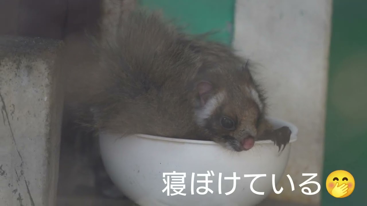 2026.1.4 小諸市動物園 ムササビ ぴぴの体重測定
