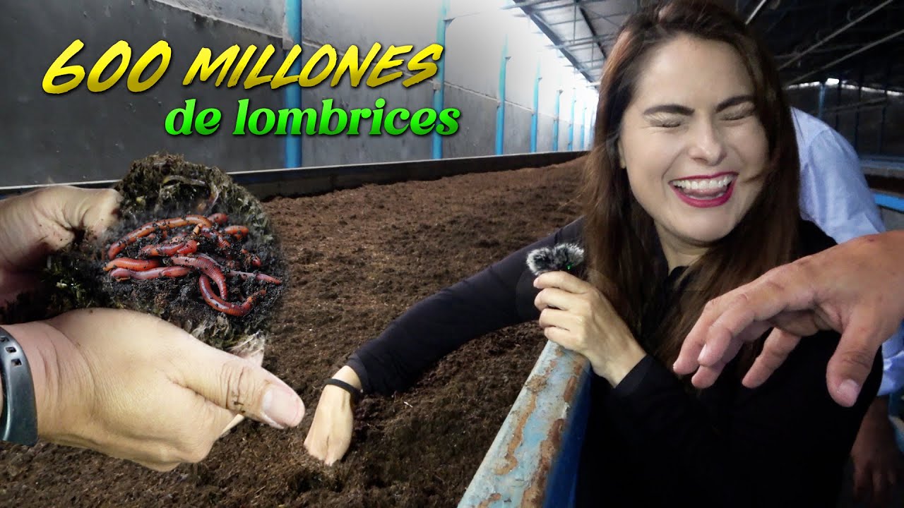 ESTO puede SALVAR la AGRICULTURA - EL ORO NEGRO de las LOMBRICES - ALMA Coronel