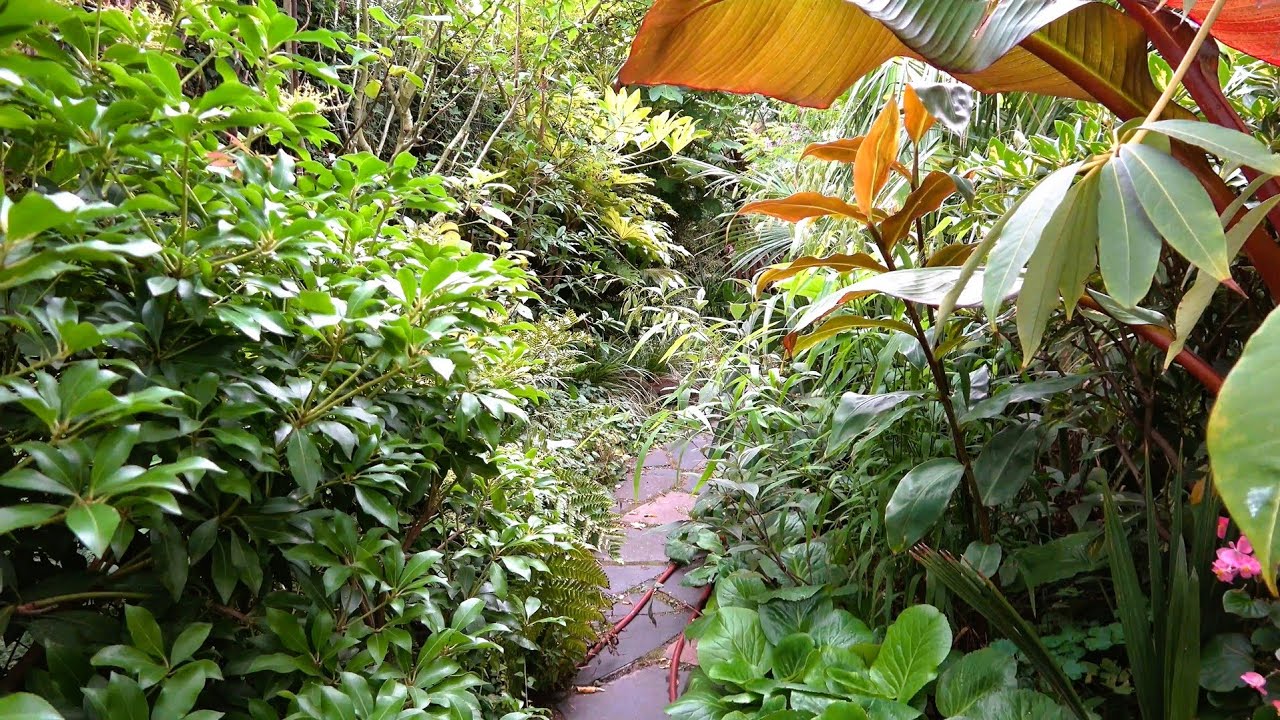 Our Small Tropical Garden At Its Best // Onze Kleine Tropische Tuin