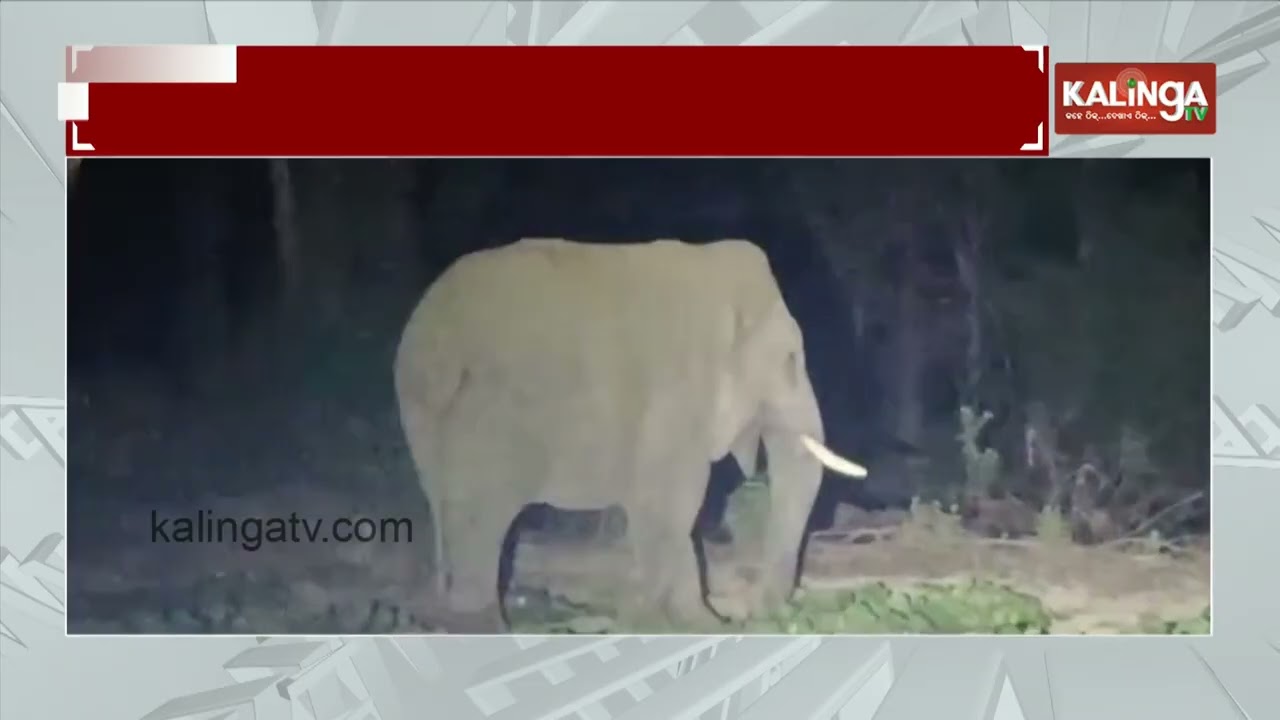 Wild elephant destroy crops in Odisha's Sambalpur | Kalinga TV