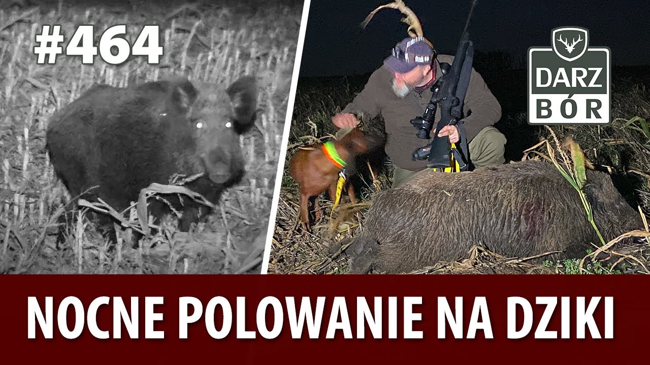 Darz Bór odc. 464 Nocne polowanie na dziki.