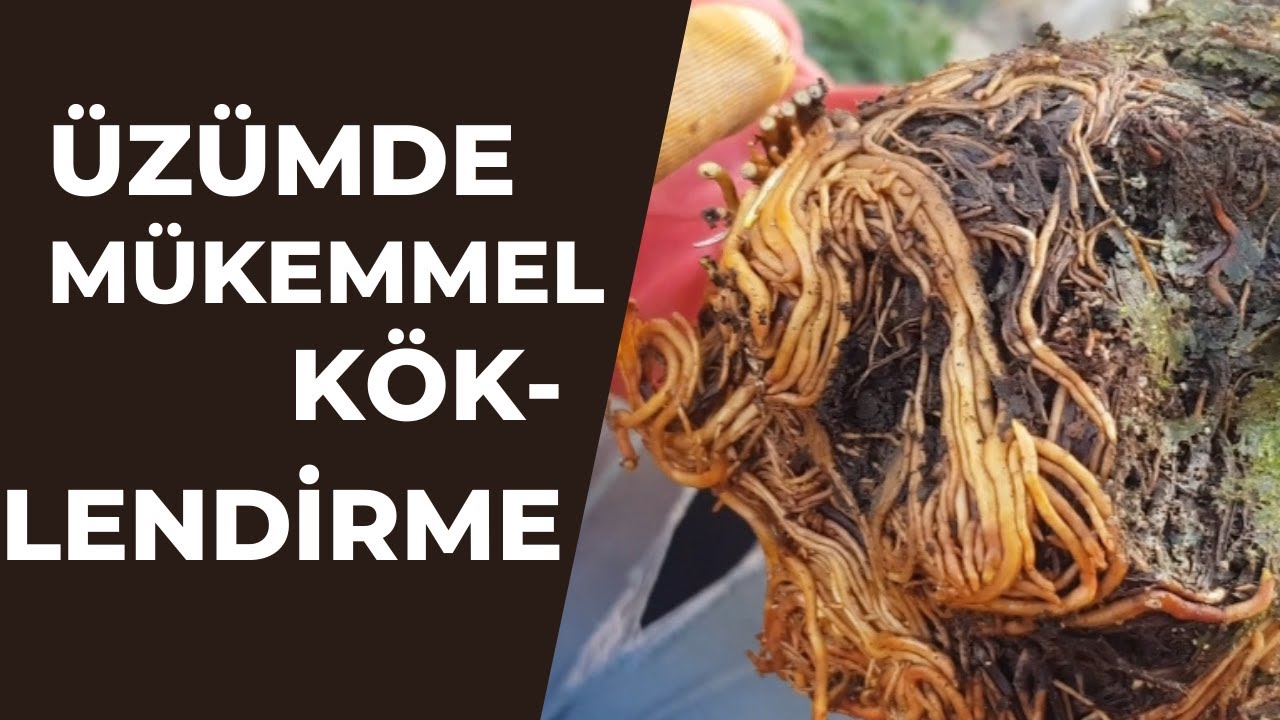 Üzüm Asmada Mükemmel Köklendirme Taktiği !