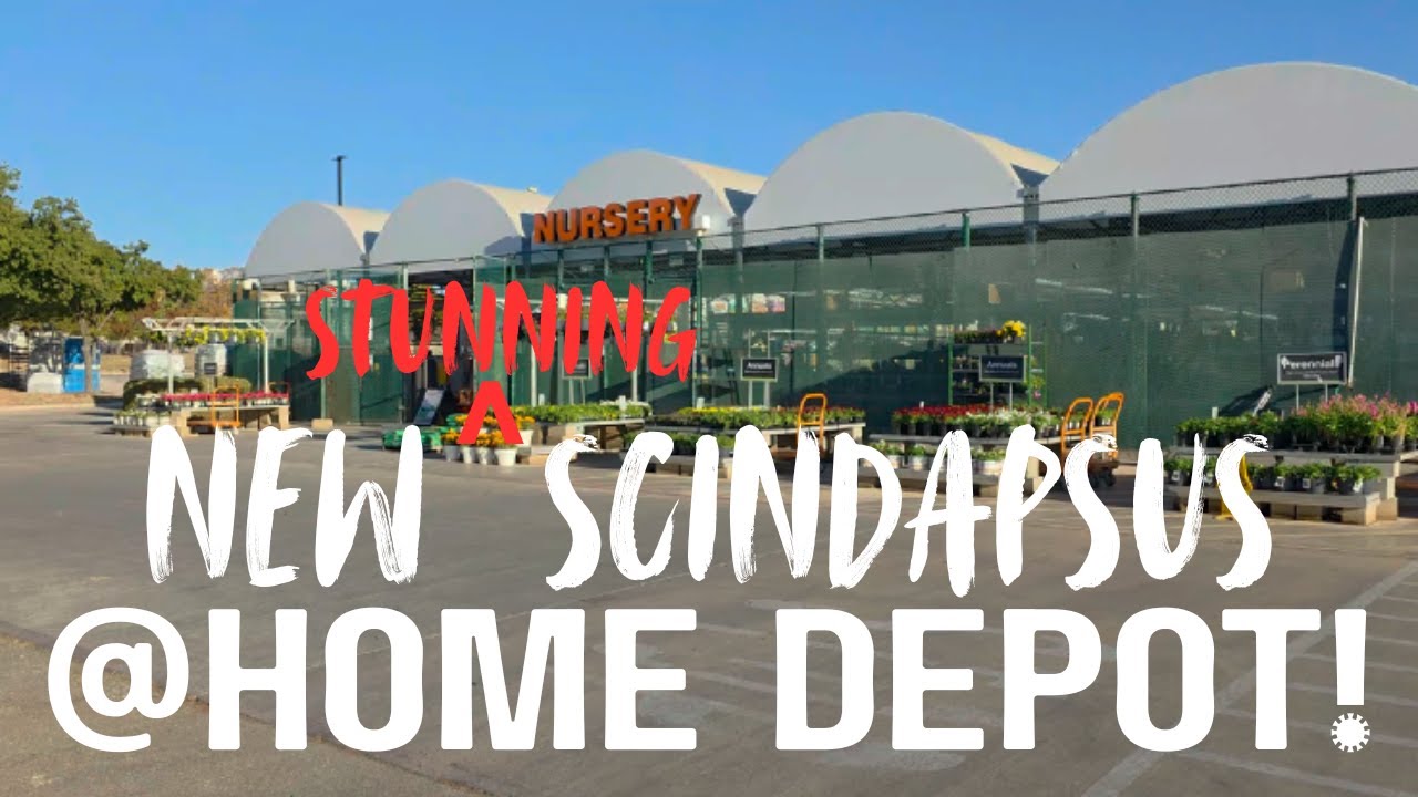 You have to see the new SCINDAPSUS @ Home Depot!