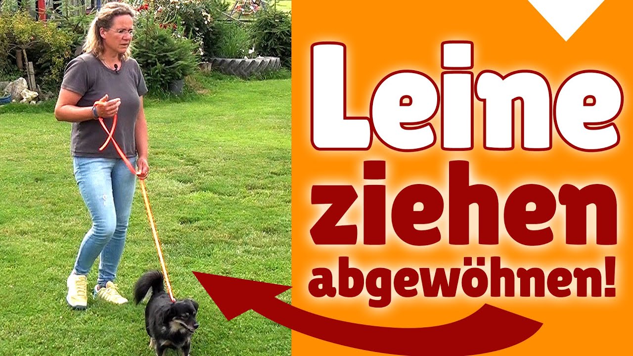 ►► Leine ziehen ✔ Kleinen Hunden das Leine Ziehen abgewöhnen ✔✔