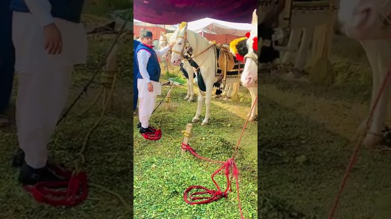 SYED ISRAR HUSSAIN SHAH BUKHARI KALA SHAH KAKU LAHORE NIZA BAZI