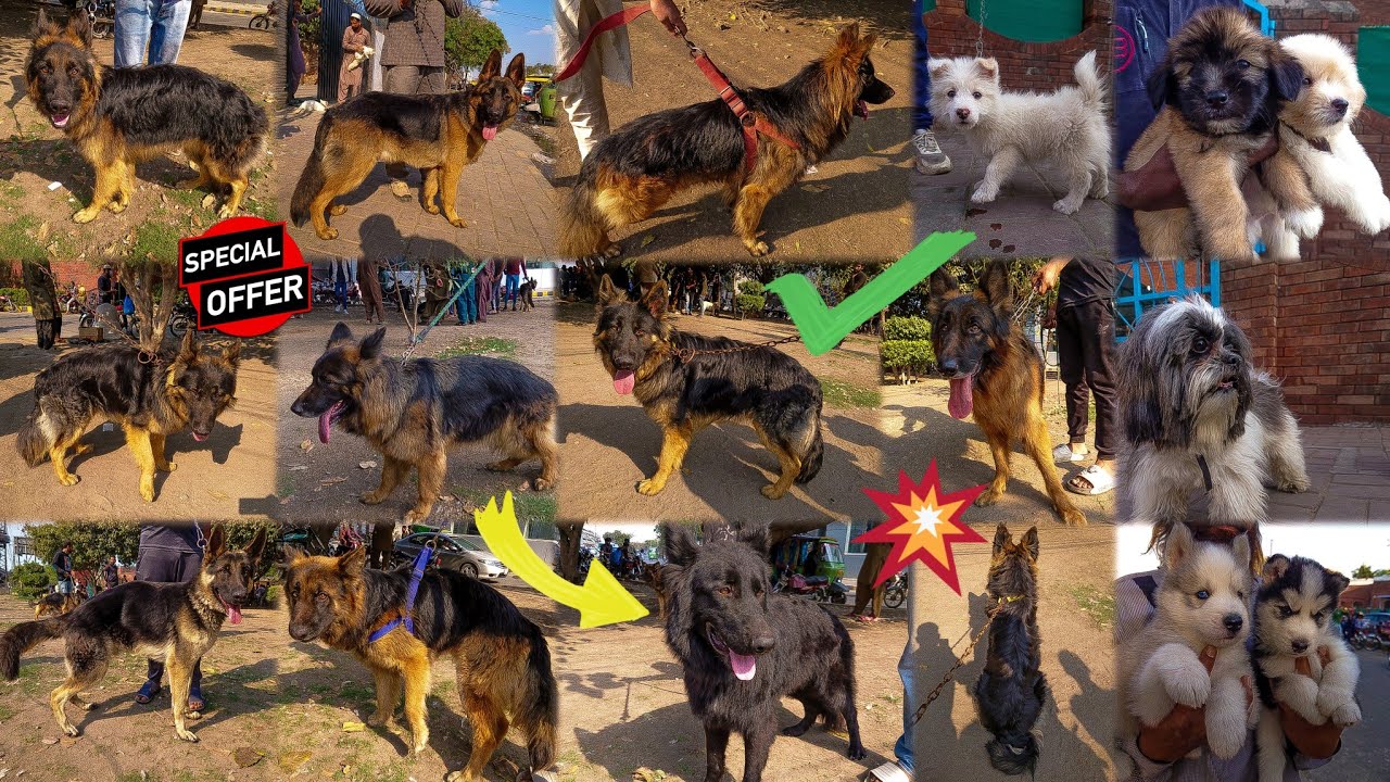 German Shepherds Ki Mandi | Tollinton Market Lahore | Exploring with YASIR | Special Dogs Market