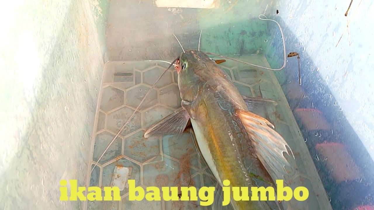 Ikan baung besar,,4 poin...dan ditambah  majala ikan putihan bersama Tante pirang.