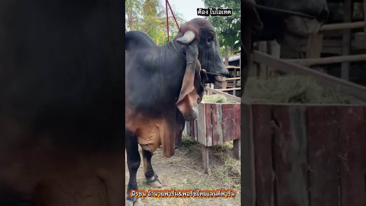 จ้าวฟอร์จูนเนอร์ ลูกชายจ้าวดวงตะวัน5ล้าน นีรชน อำนวยฟาร์ม&พอร์ช ไทยแลนด์ฟาร์ม