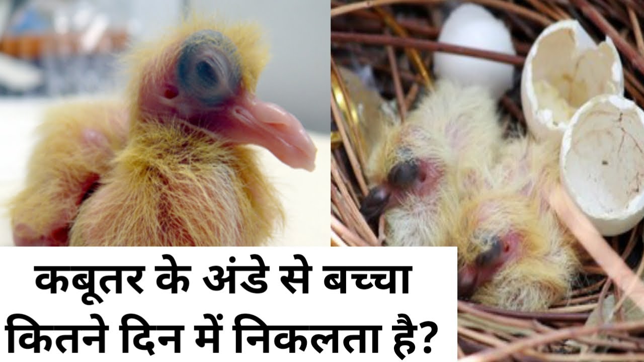 कबूतर के अंडे से बच्चा कितने दिन में निकलता है? @VMGBIRDS