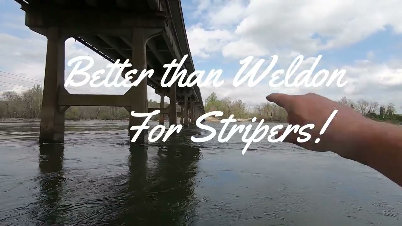 CATCH STRIPERS FROM THE BANK GASTON BRIDGE & TAILRACE. ROANOKE RIVER STRIPERS GASTON,NC