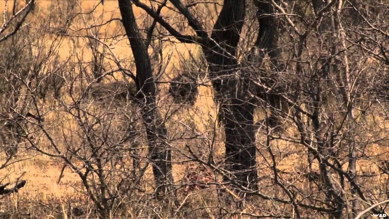 Nosler's Magnum TV  - Adventures of Smith & Dunham