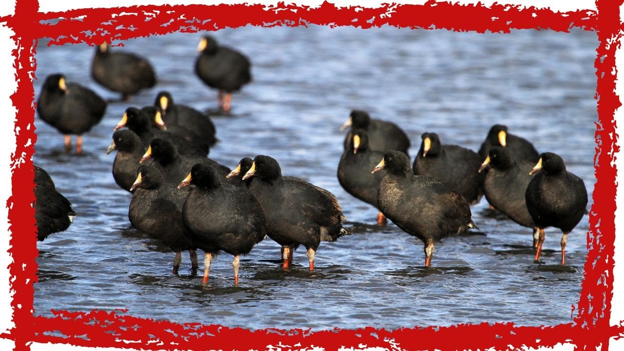 Giant Coot (Fulica gigantea) Call| Giant Coot Sound | Giant Coot Video | Giant Coot Song