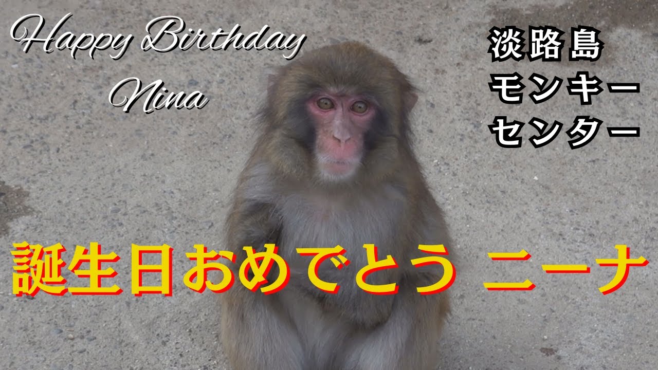 ニーナ 三歳の誕生日おめでとう！　淡路島モンキーセンター 【モンキーパーク】